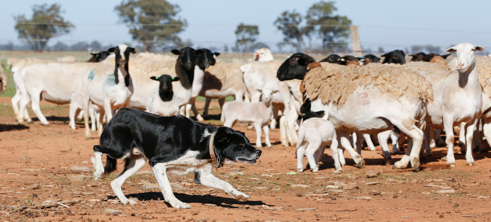 Stage set for epic competition to crown Australia’s hardest working farm dog
