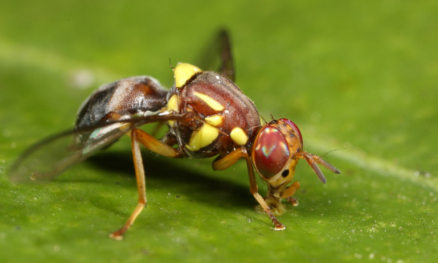 Swatting fruit fly in Victoria