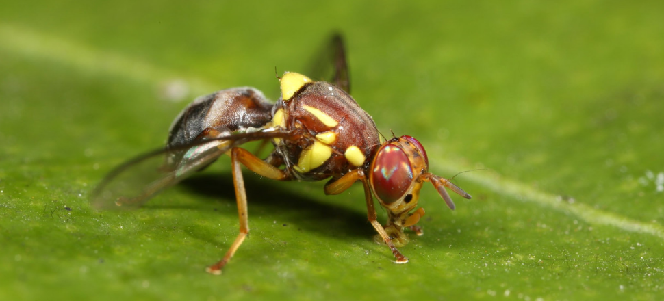 Swatting fruit fly in Victoria