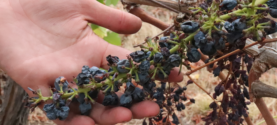 Heat waves disrupting production of one of France’s biggest exports: wine