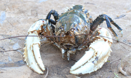 Murray Crayfish population clawing back