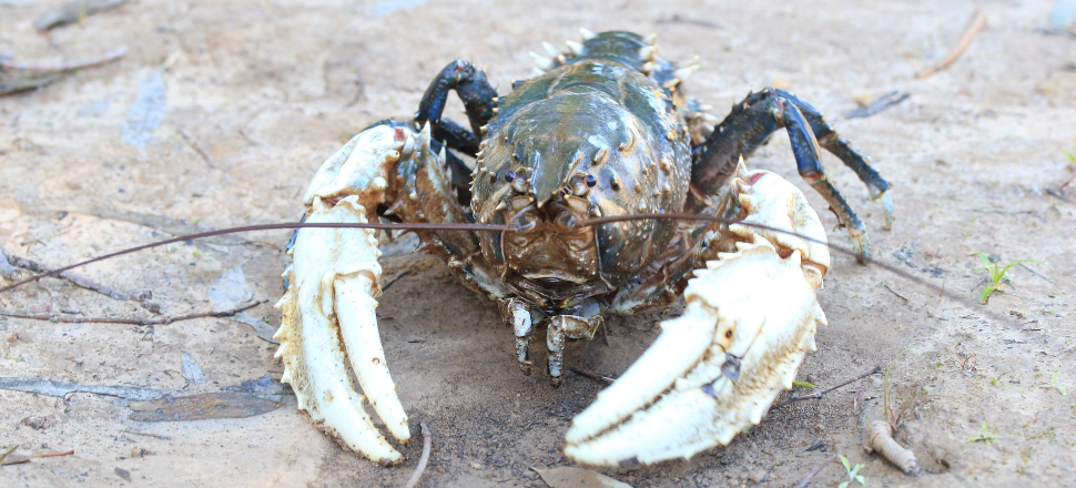 Murray Crayfish population clawing back