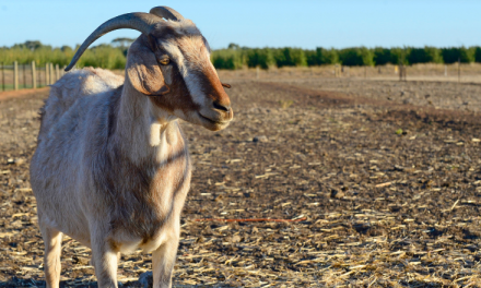 National Goat Roadshow set to return in 2019