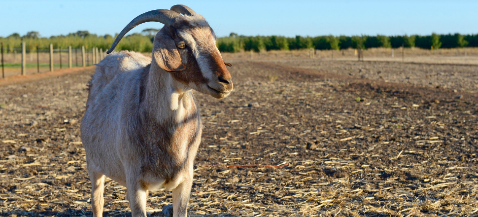 National Goat Roadshow set to return in 2019