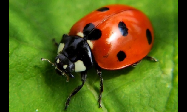 Natural predators are key to beat crop pests