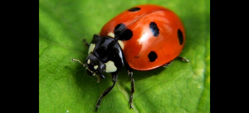 Natural predators are key to beat crop pests