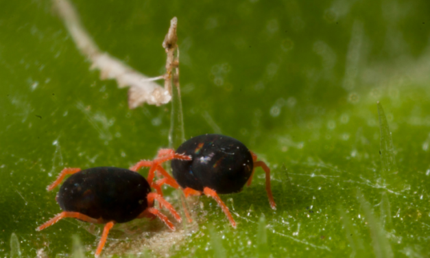 Screening service tests for insecticide resistance in crop pest