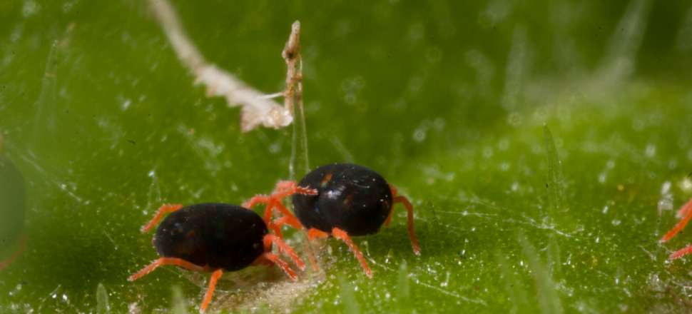 Screening service tests for insecticide resistance in crop pest