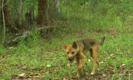 Four in five wild dogs carry parasitic worms, study finds