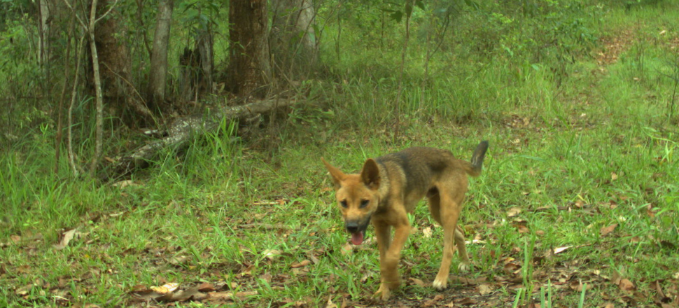 Four in five wild dogs carry parasitic worms, study finds