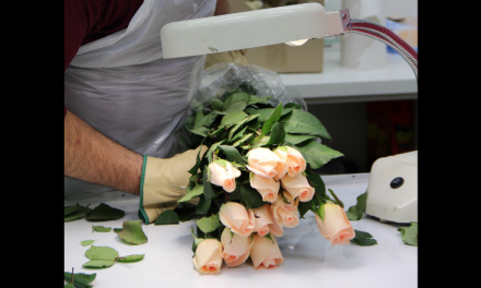 Mandatory import permits for cut flowers and foliage