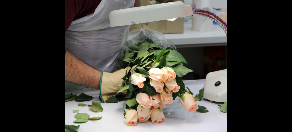 Mandatory import permits for cut flowers and foliage