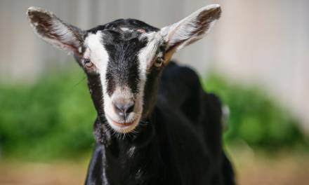 Help with goat health at national roadshow