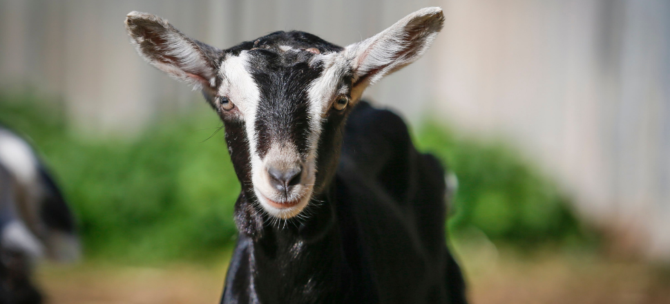 Help with goat health at national roadshow