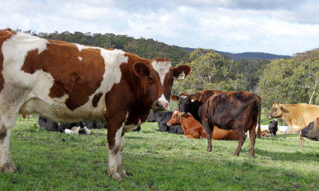 Vets urge animal owners to use antimicrobials with care