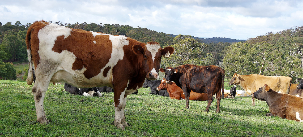 Fostering a more flexible future for dairy