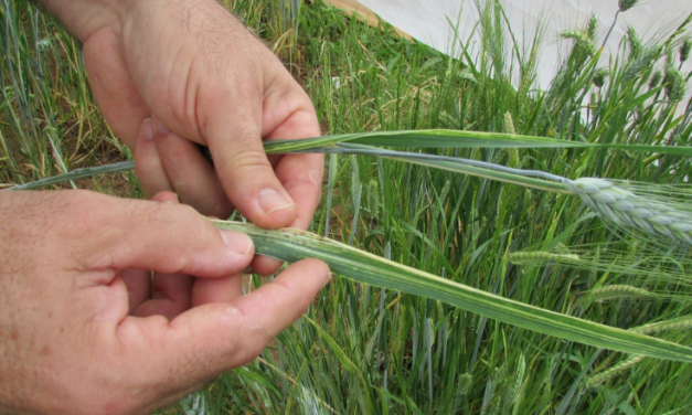 Grain growers urged to step up Russian wheat aphid monitoring