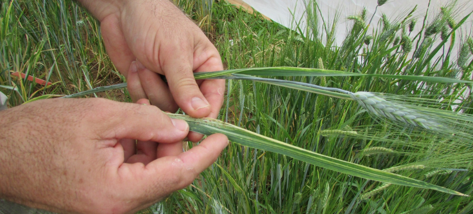 Grain growers urged to step up Russian wheat aphid monitoring