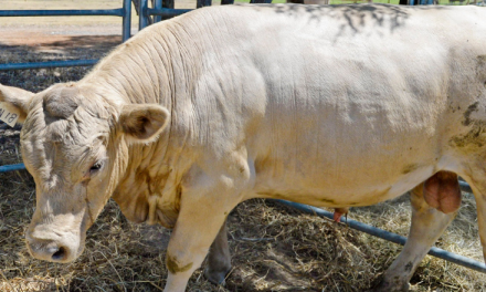 Australian grain-fed beef on the rise, with opportunity to triple exports to China