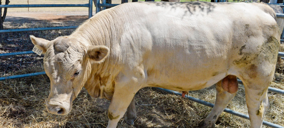 Australian grain-fed beef on the rise, with opportunity to triple exports to China