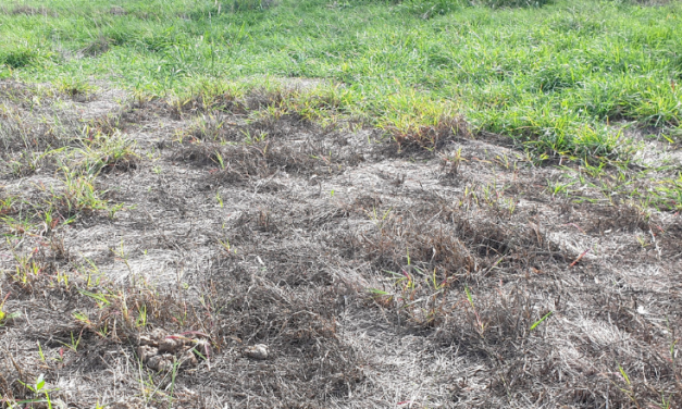 Saving summer growing grasses from pasture dieback