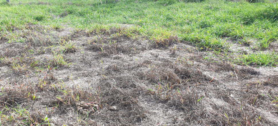 Saving summer growing grasses from pasture dieback