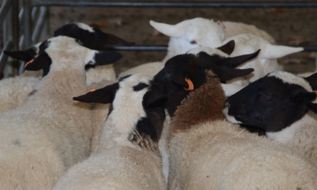 Resilient cattle and lamb prices sustain flat NAB Rural Commodities Index