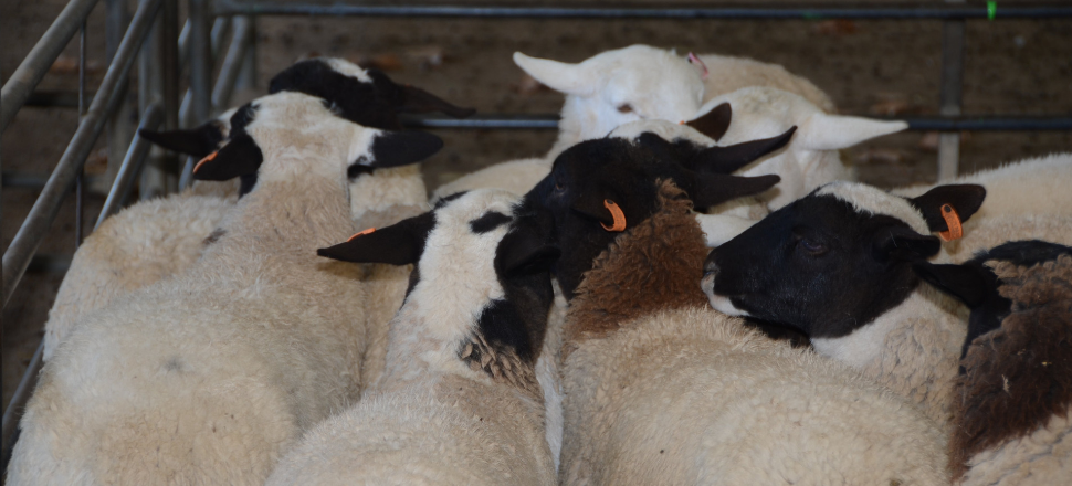 Resilient cattle and lamb prices sustain flat NAB Rural Commodities Index