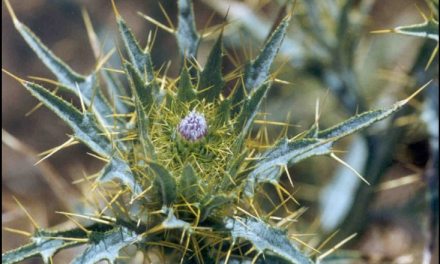 Soldier thistle given marching orders