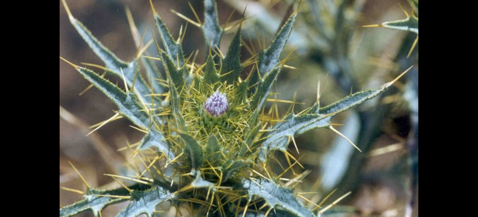 Soldier thistle given marching orders