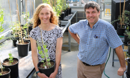 Stubble could be key to more profitable field peas