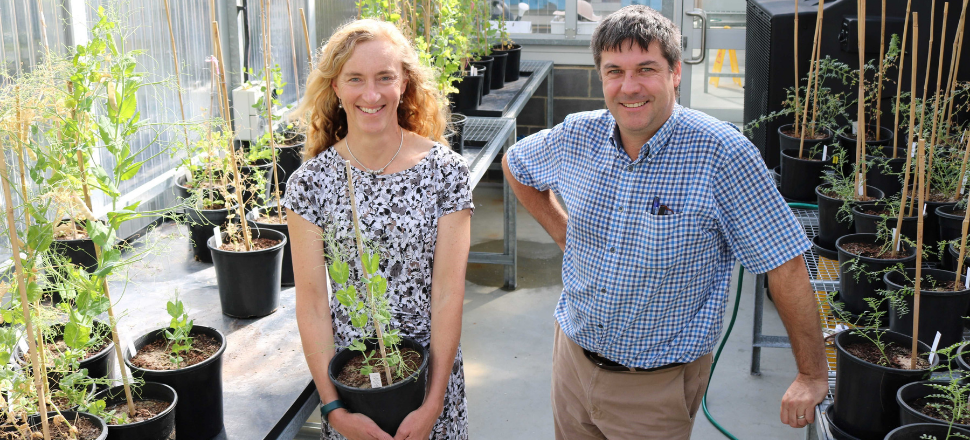 Stubble could be key to more profitable field peas