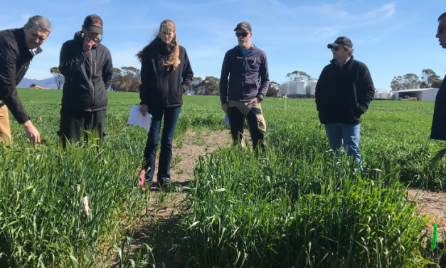 Panel to visit WA’s southern cropping areas