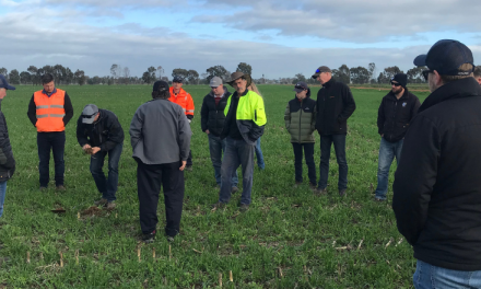 Farmer field days focused on high yield maize prove a hit