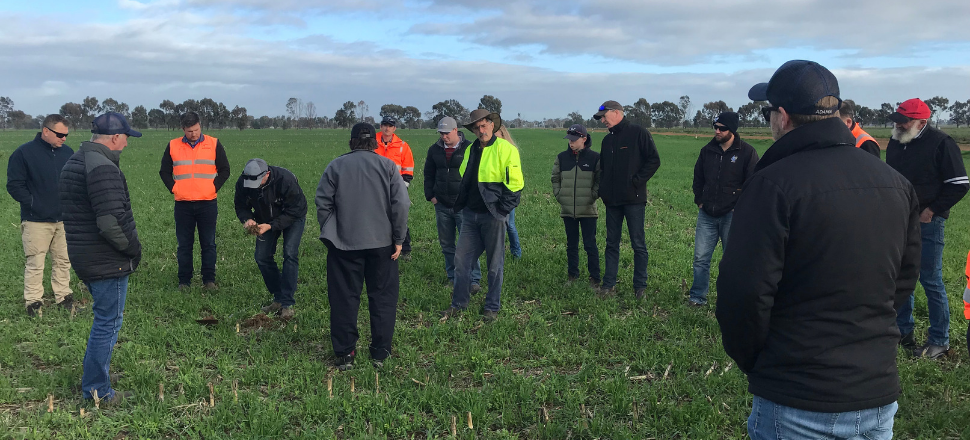 Farmer field days focused on high yield maize prove a hit