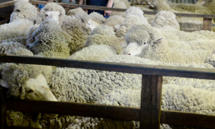 Update on live sheep exports for 2019