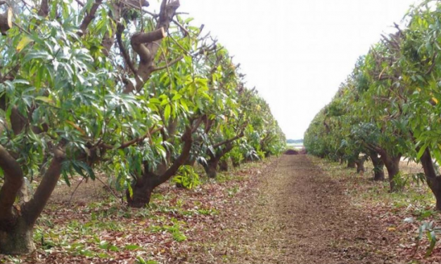 Accurate yield forecasting and better tree crop management focus of $5M project