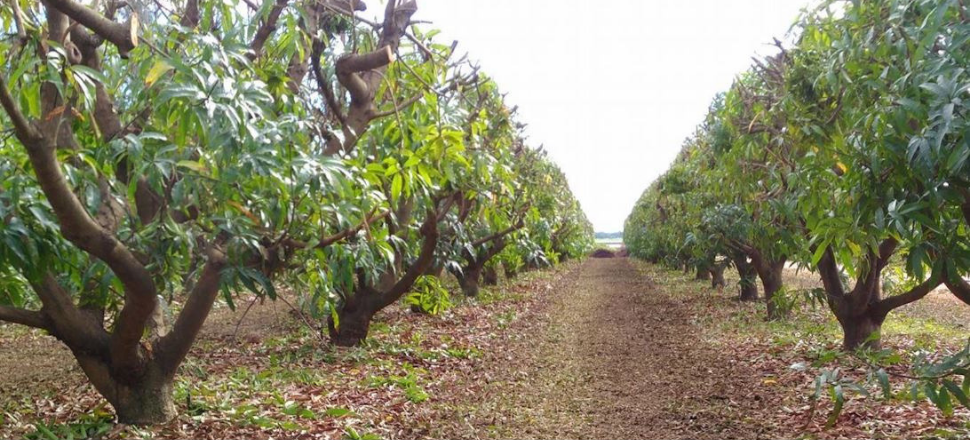 Accurate yield forecasting and better tree crop management focus of $5M project