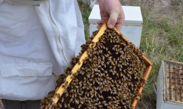 Best practice for Victorian beekeepers