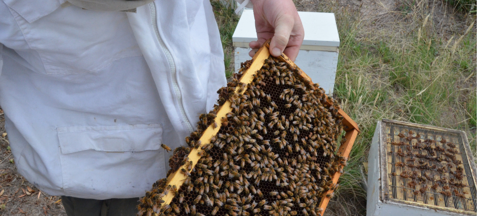 Best practice for Victorian beekeepers