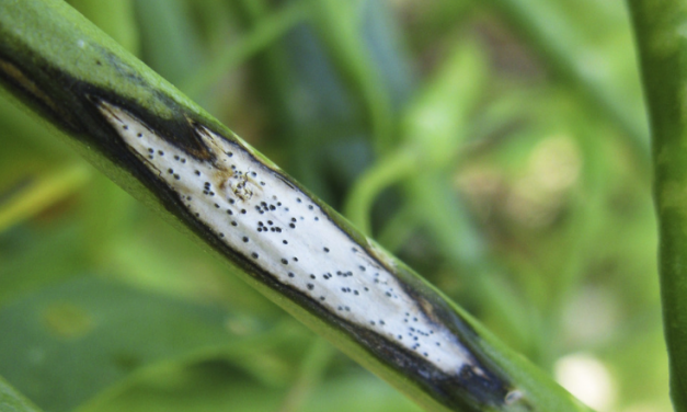 Winter chill gives canola disease a leg-up