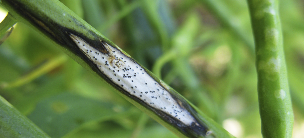 Winter chill gives canola disease a leg-up