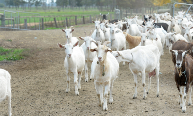 Goat producers help lift kid numbers