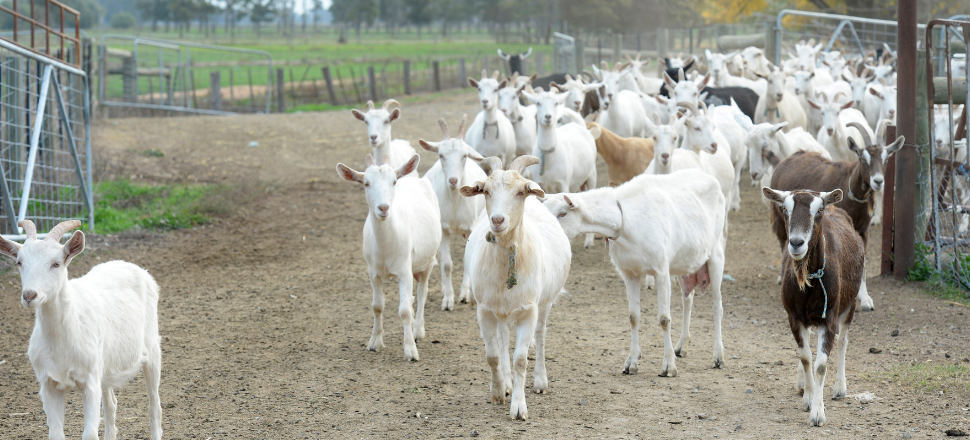 Goat producers help lift kid numbers