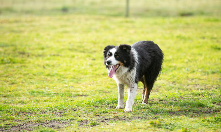 Border Collie makes history in national competition