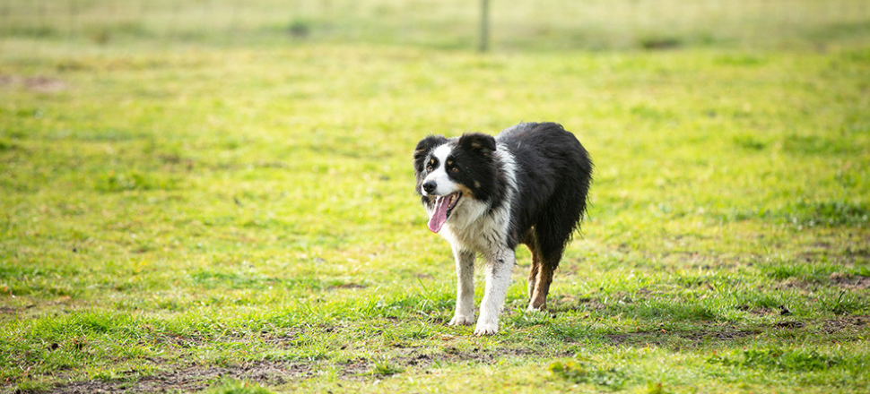 Border Collie makes history in national competition