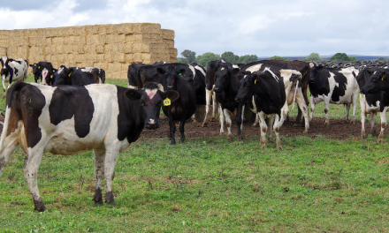 Helping dairy farmers make the big decisions