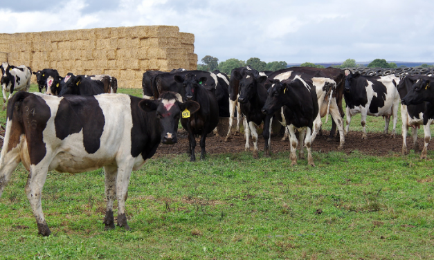 Helping dairy farmers make the big decisions