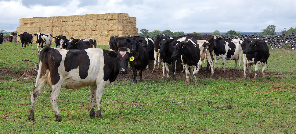 Helping dairy farmers make the big decisions