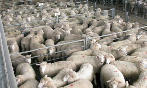 Improving oversight of live animal exports